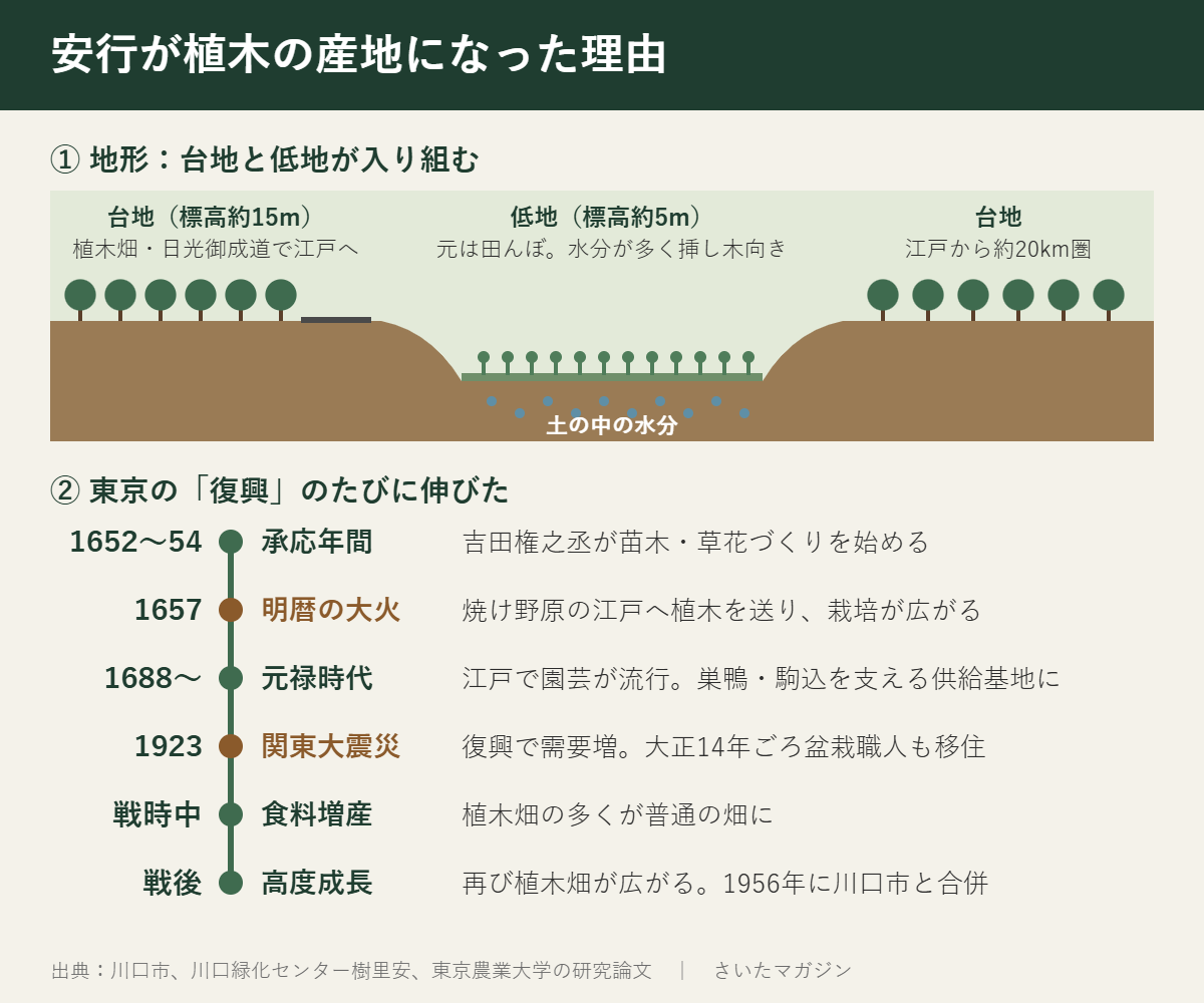 安行が植木の産地になった理由の図解。標高約15mの台地は植木畑で日光御成道により江戸へ運べ、江戸から約20km圏。標高約5mの低地は元は田んぼで土の水分が多く挿し木に向く。年表:承応年間に吉田権之丞が苗木・草花づくりを始める、1657年明暦の大火で江戸へ植木を送り栽培が広がる、元禄時代に巣鴨・駒込を支える供給基地に、1923年関東大震災後に需要増と盆栽職人の移住、戦時中は普通の畑に、戦後再び広がり1956年に川口市と合併