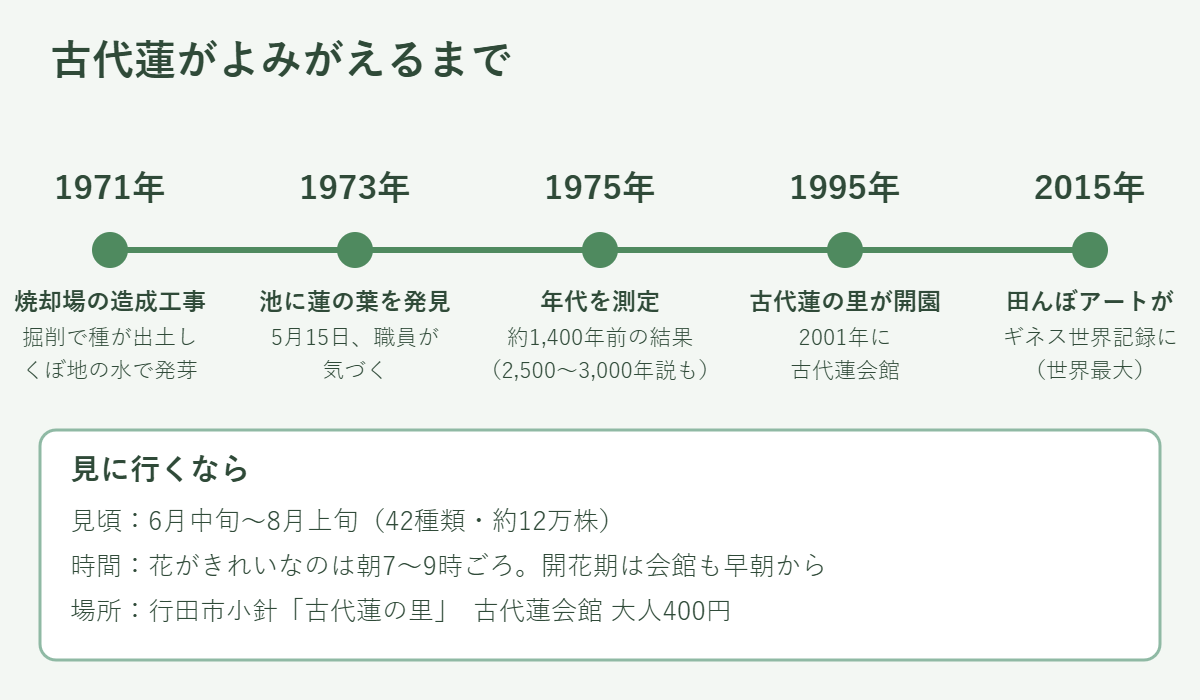 古代蓮がよみがえるまでの年表。1971年焼却場の工事で種が出土し発芽、1973年5月15日に葉を発見、1975年約1,400年前と測定、1995年古代蓮の里開園、2015年田んぼアートがギネス記録。見頃は6月中旬〜8月上旬、朝7〜9時